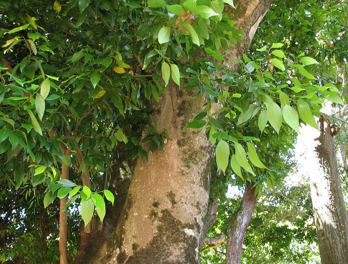 PLANTA DE CANELA CARACTERÍSTICAS, CULTIVO, PROPIEDADES