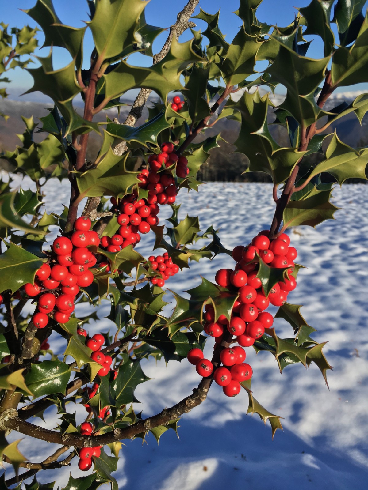 ACEBO ¿QUÉ ES?, CARACTERÍSTICAS, CUIDADOS, CULTIVO Y MÁS