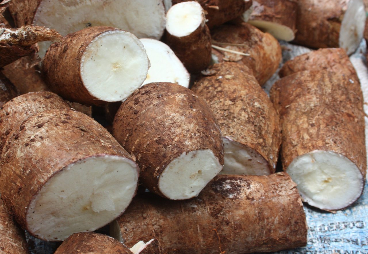 MALANGA ORIGEN, PROPIEDADES, BENEFICIOS, CALORÍAS Y MÁS