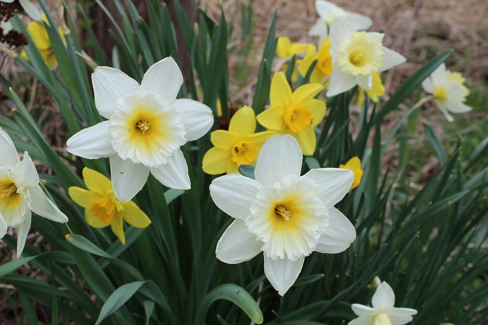 NARCISOS CARACTERÍSTICAS, CÓMO Y CUANDO PLANTARLOS