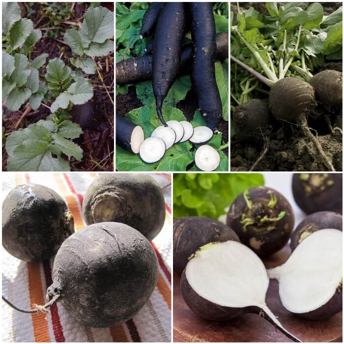 EL RÁBANO NEGRO PROPIEDADES Y BENEFICIOS PARA LA SALUD