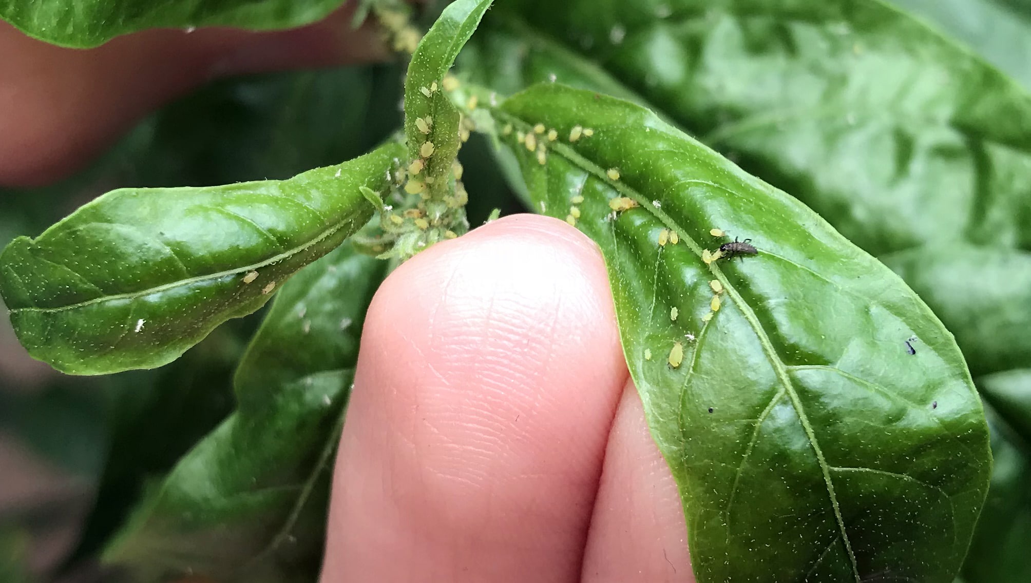 TRIPS CÓMO PREVENIR, COMBATIR, Y ELIMINAR ESTAS PLAGAS