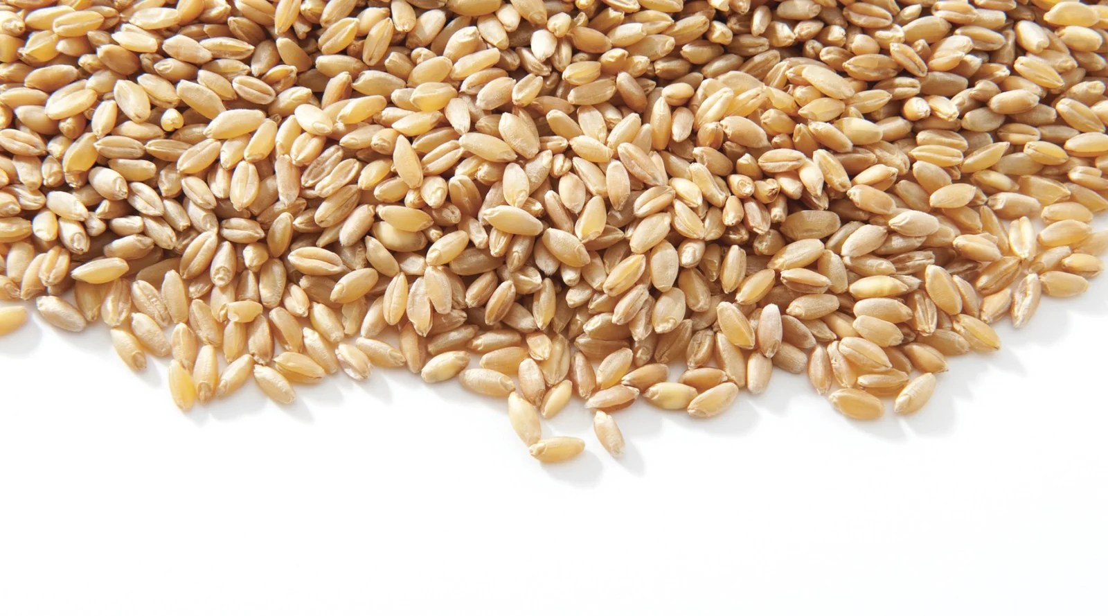 Arcadia Bioscience gets Patent for long shelf Life of wheat trait