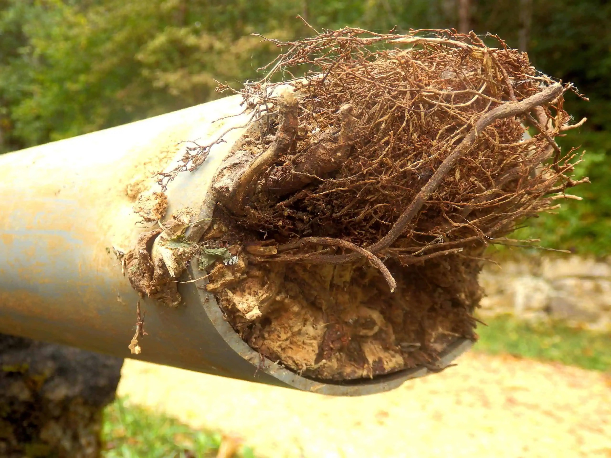 Root Intrusion in Sewer Pipes Solving Root Intrusion With Pipe Lining