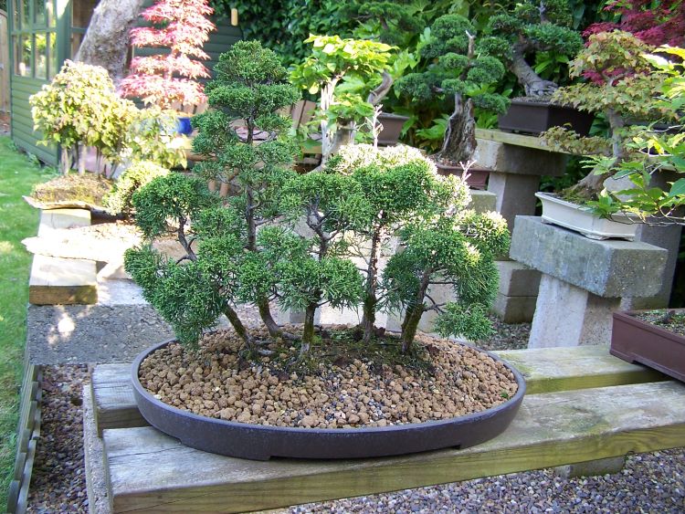 Bonsai Cemara Www Ppbi Cabang Tasikmalaya Com