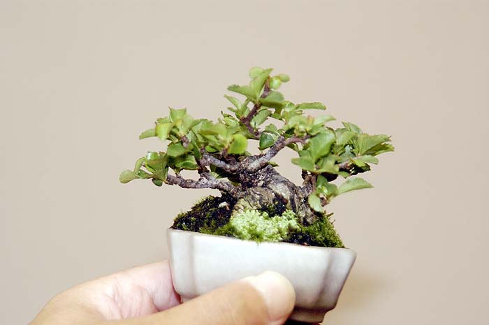 Bonsai Mame | Www.ppbi Cabang Tasikmalaya.com