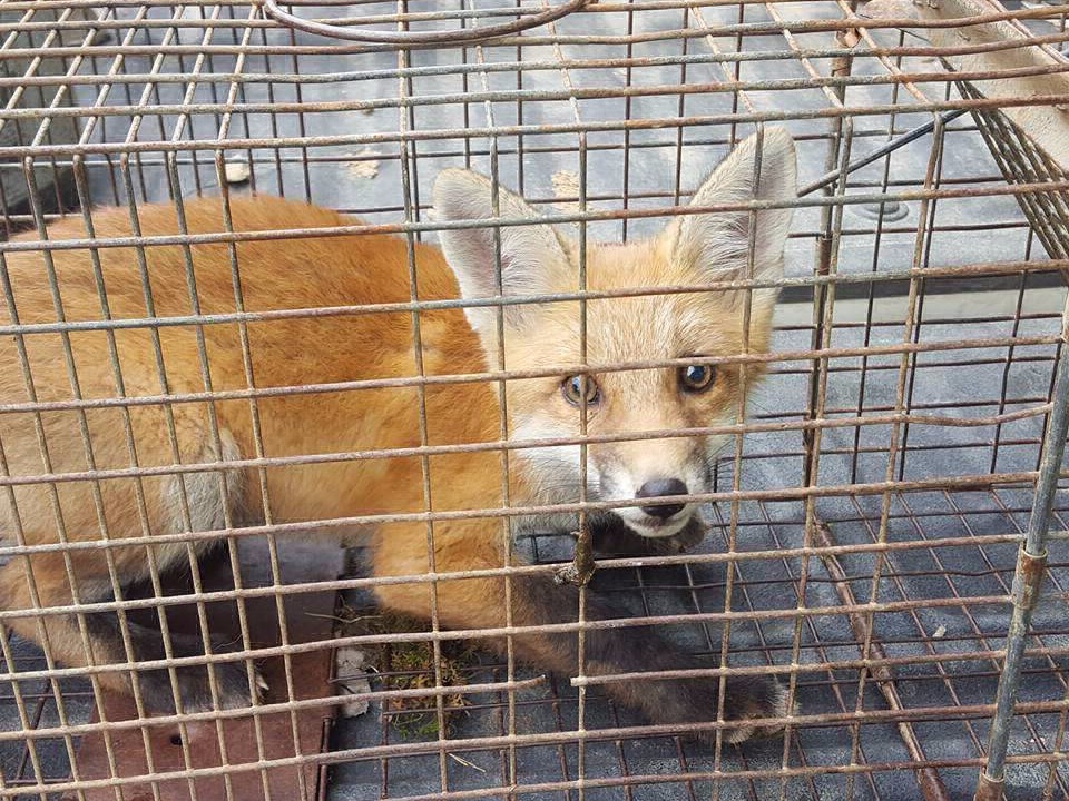 Nuisance Wildlife Control Home