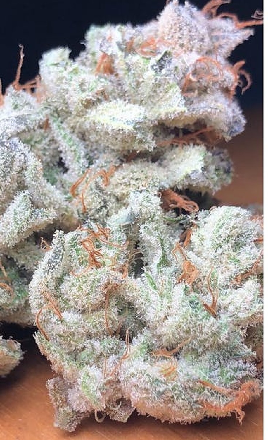 Banana Milk LAB GRADE SEEDS