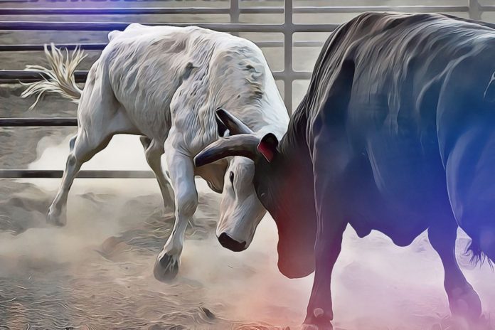 preparing-for-crypto-bull-market-nulltx-will crypto bull market