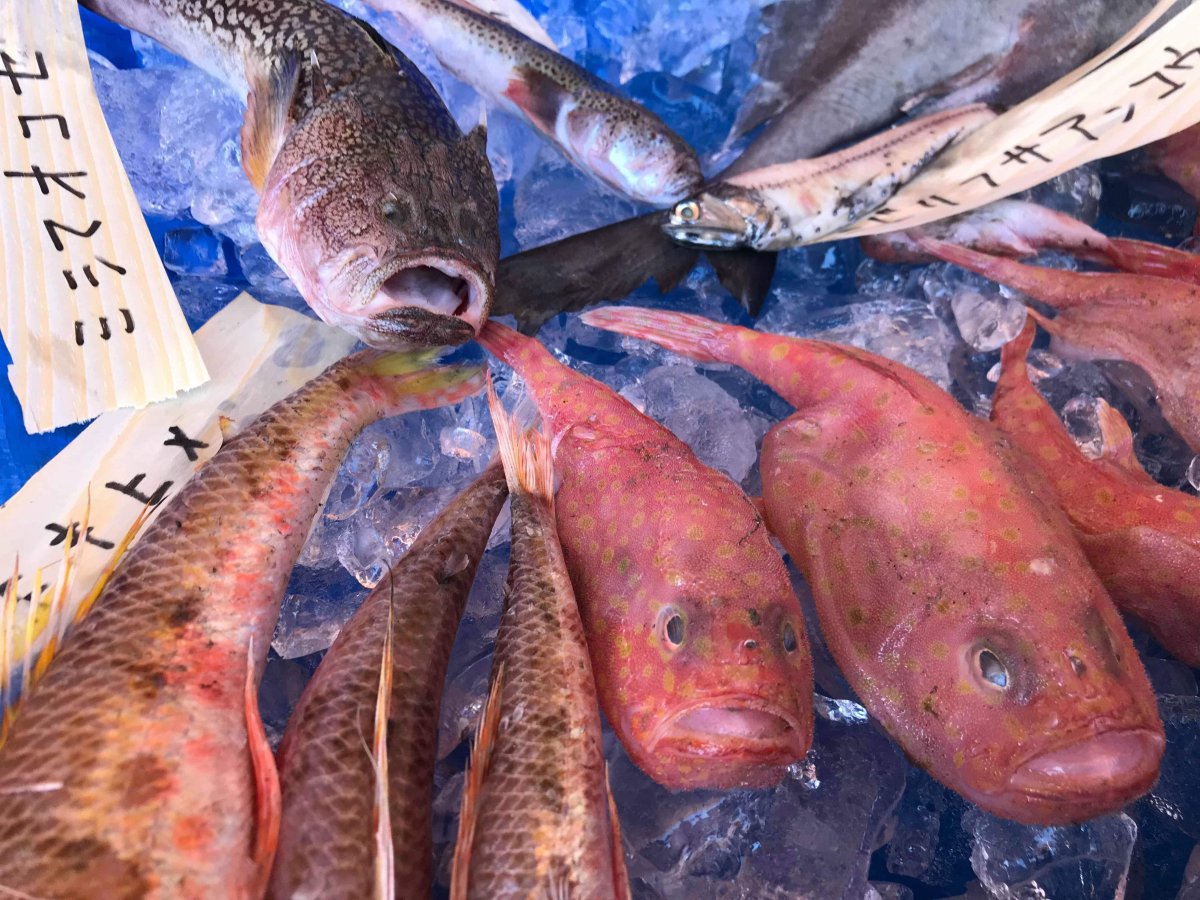 沼津に来て見てさわって深海魚！｜特集ライブラリー｜沼津市公式観光サイト【沼津観光ポータル】
