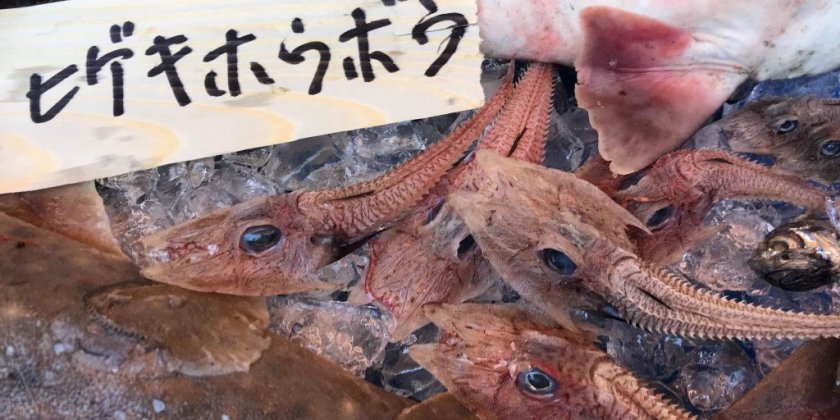 沼津に来て見てさわって深海魚！｜特集ライブラリー｜沼津市公式観光サイト【沼津観光ポータル】