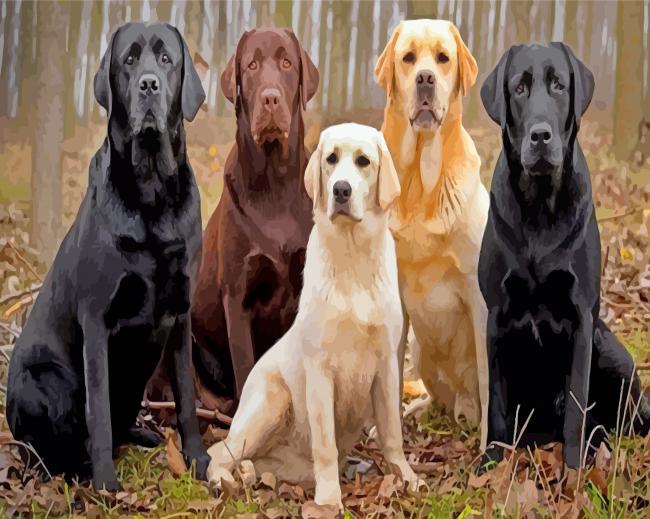 Labrador Retrievers Paint By Numbers Numeral Paint Kit