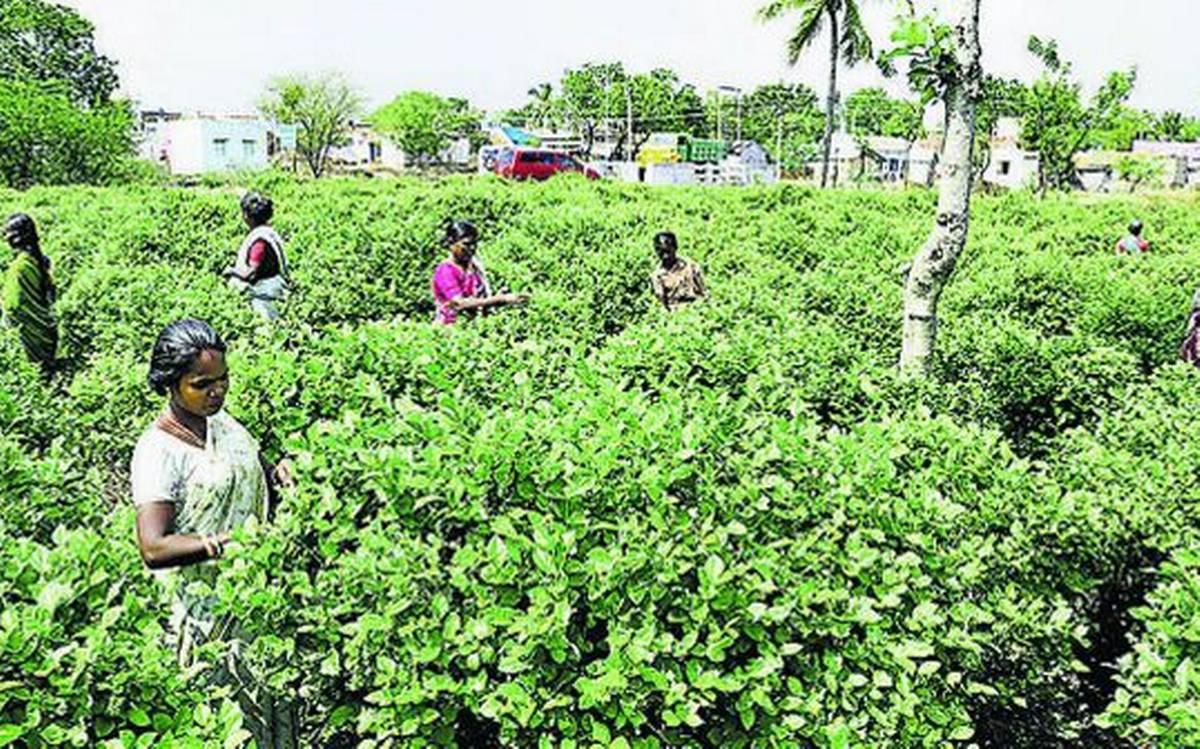 Flower cultivation in the state of Tamil Nadu, India