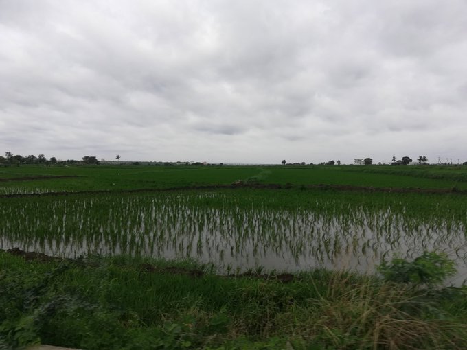The Rice Bowl of Karnataka