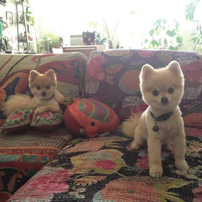 クリエイターのペット写真館ニコラ・フォルミケッティの愛犬たち Numero TOKYO