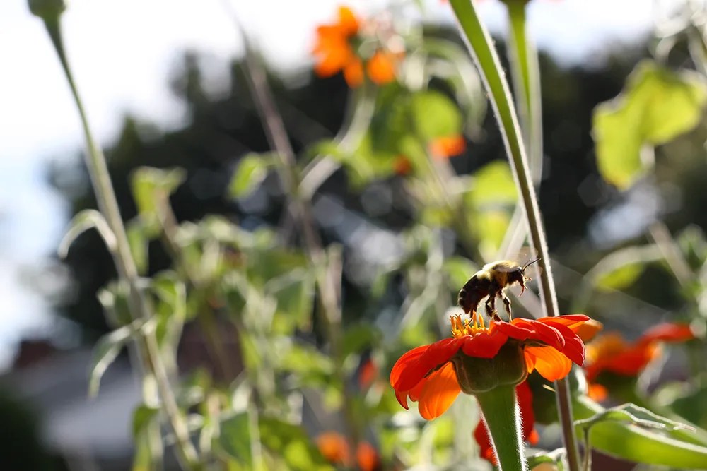 4 Lessons We Can Learn From Honey Bees Numi Tea