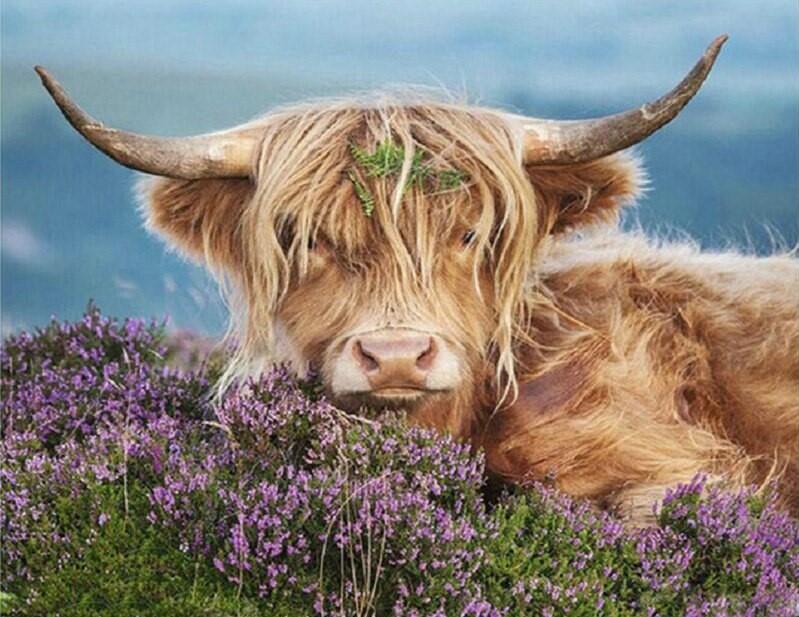 Highland Cow In The Heather Animals Paint By Number Num Paint Kit