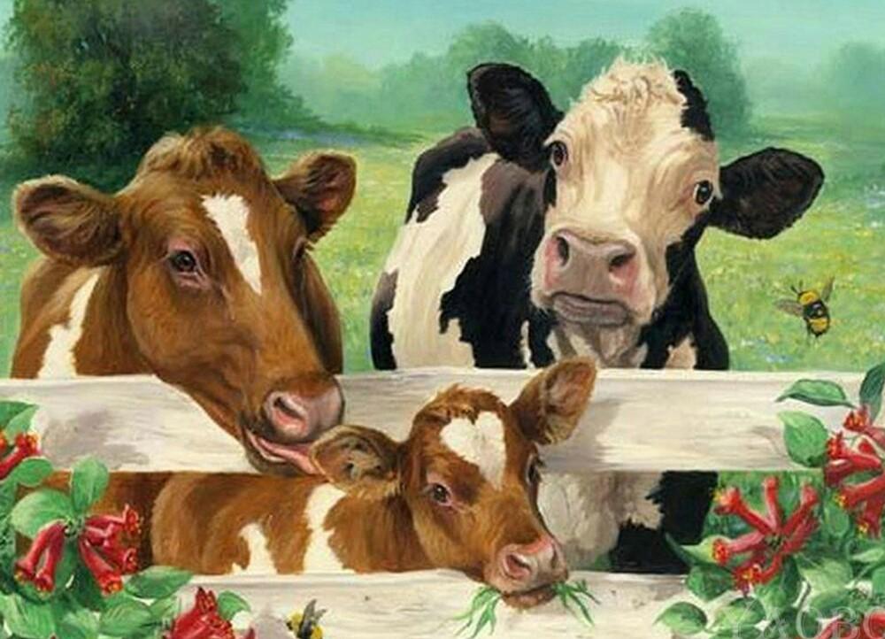 Cows In Cowshed Paint By Numbers Num Paint Kit