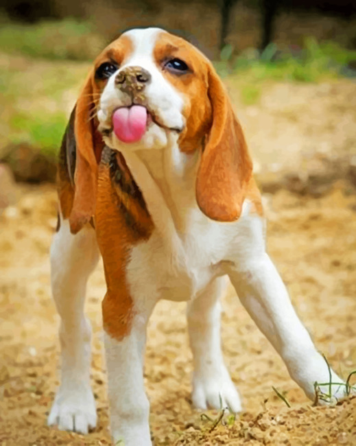 Beagle Dog Paint By Numbers NumPaint Paint by numbers