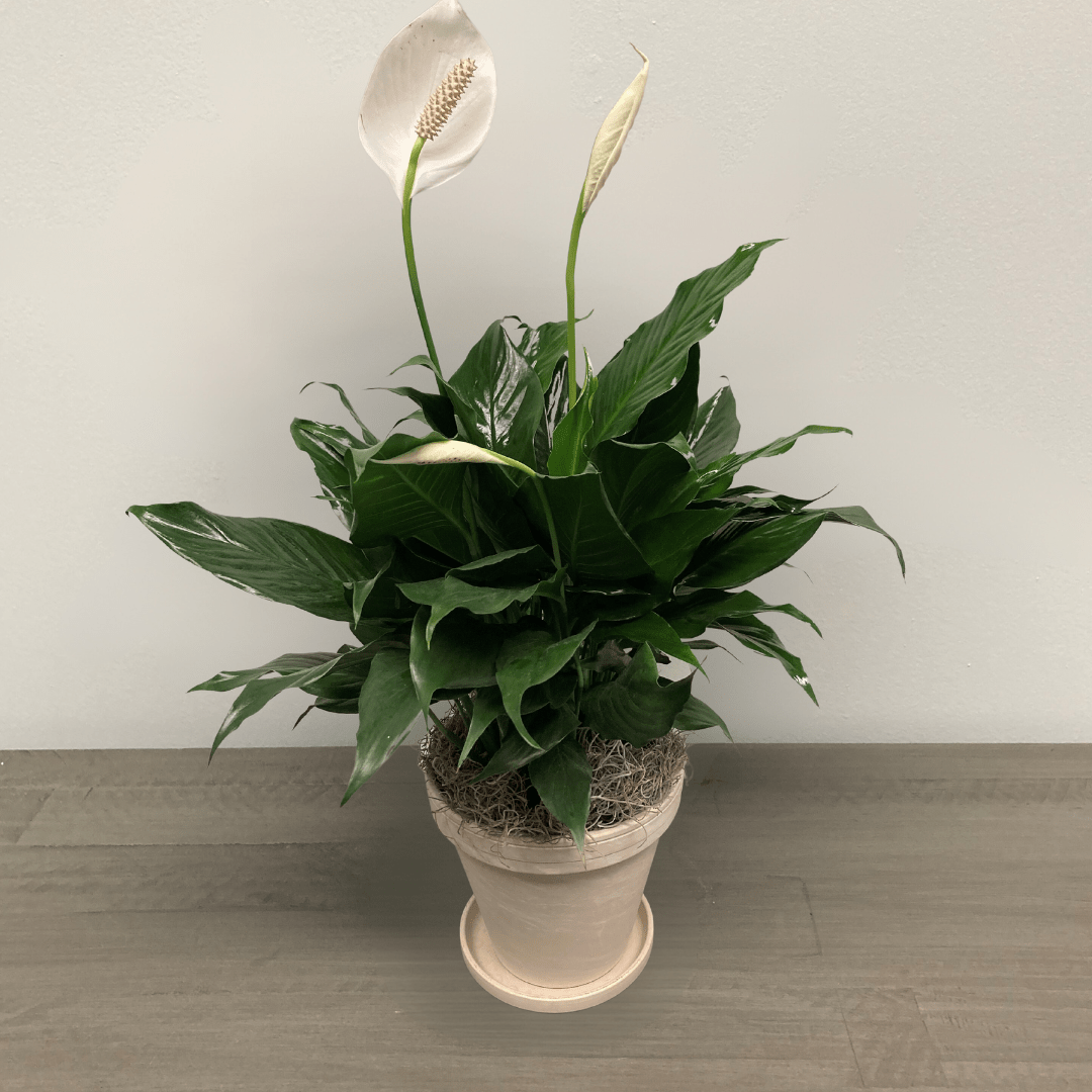 PEACE LILY Nunan Florist and Greenhouses