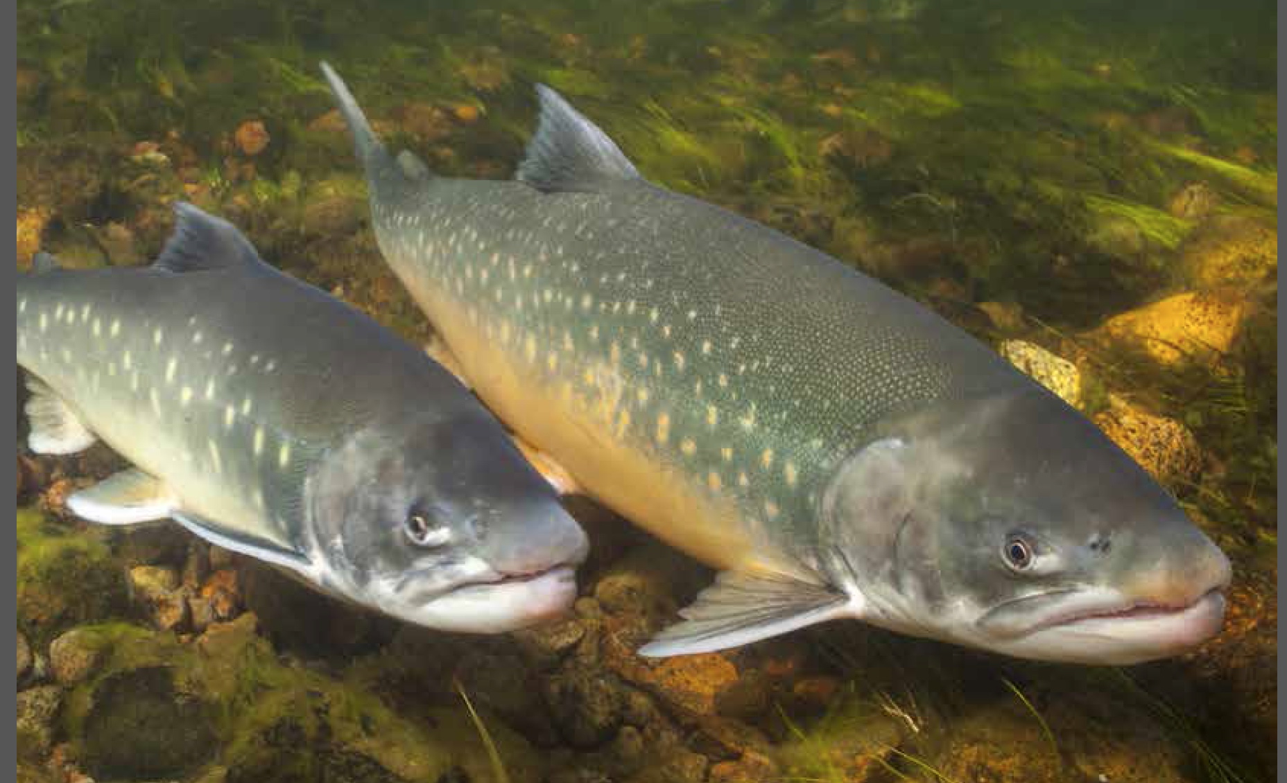 Arctic freshwaters face big changes, possible species loss, says report