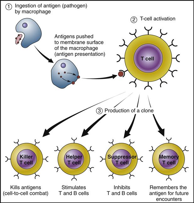 7. Immunology Nurse Key