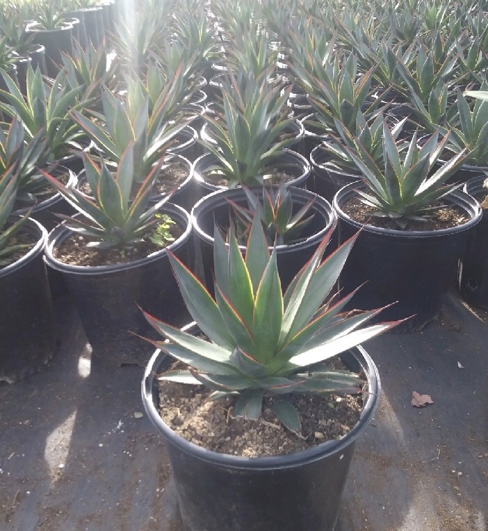 5 GALLON AGAVE BLUE GLOW92067 Nurseries Direct
