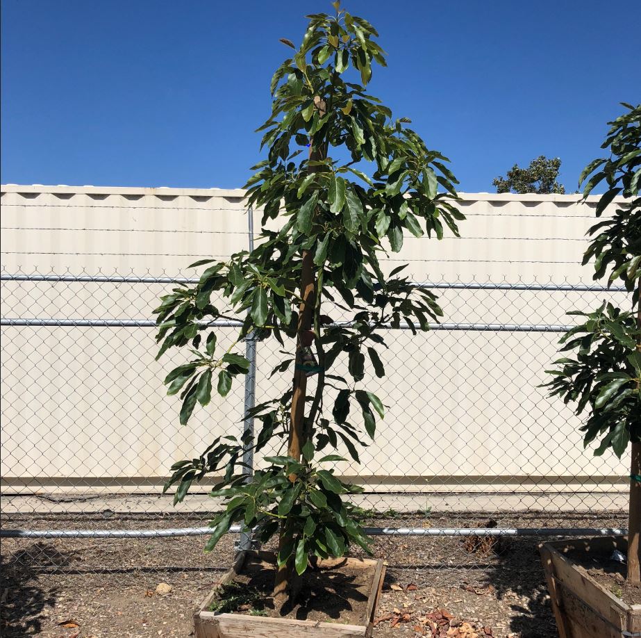 24" BOX HASS AVOCADO92067 Nurseries Direct