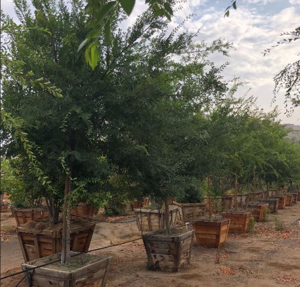 24" BOX ULNUS PARVIFLORIA DRAKE CHINESE ELM 92067 Nurseries Direct