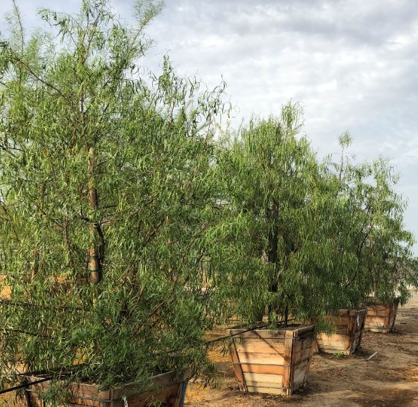 36" BOX GEIJERA PARVIFLORA AUSTRAILIAN WILLOW 92067 Nurseries Direct