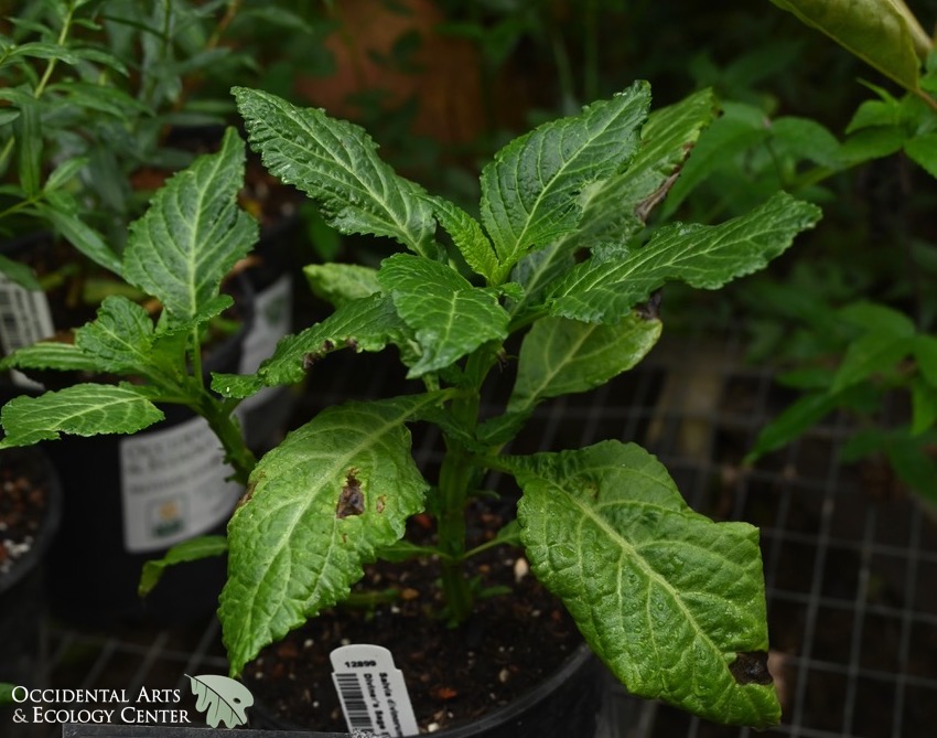 Diviner's Sage OAEC Nursery