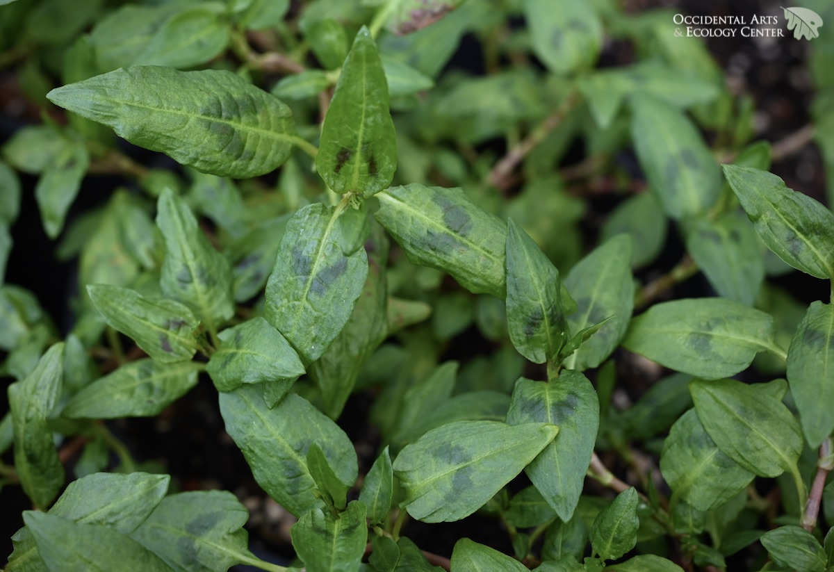 Vietnamese Cilantro OAEC Nursery