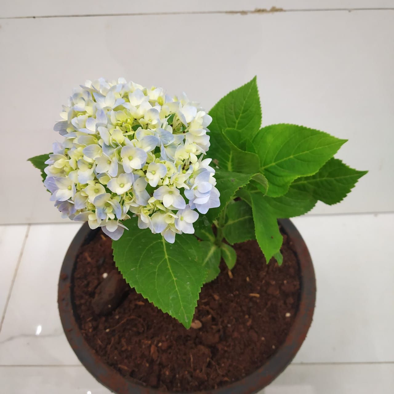 How to Grow and Care for Beautiful Hydrangea Nursery Buy