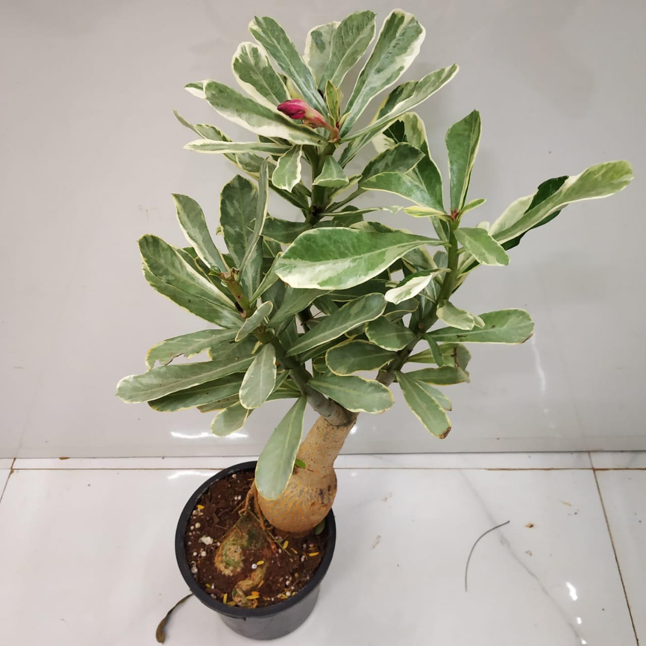 Variegated Adenium Bonsai Nursery Buy