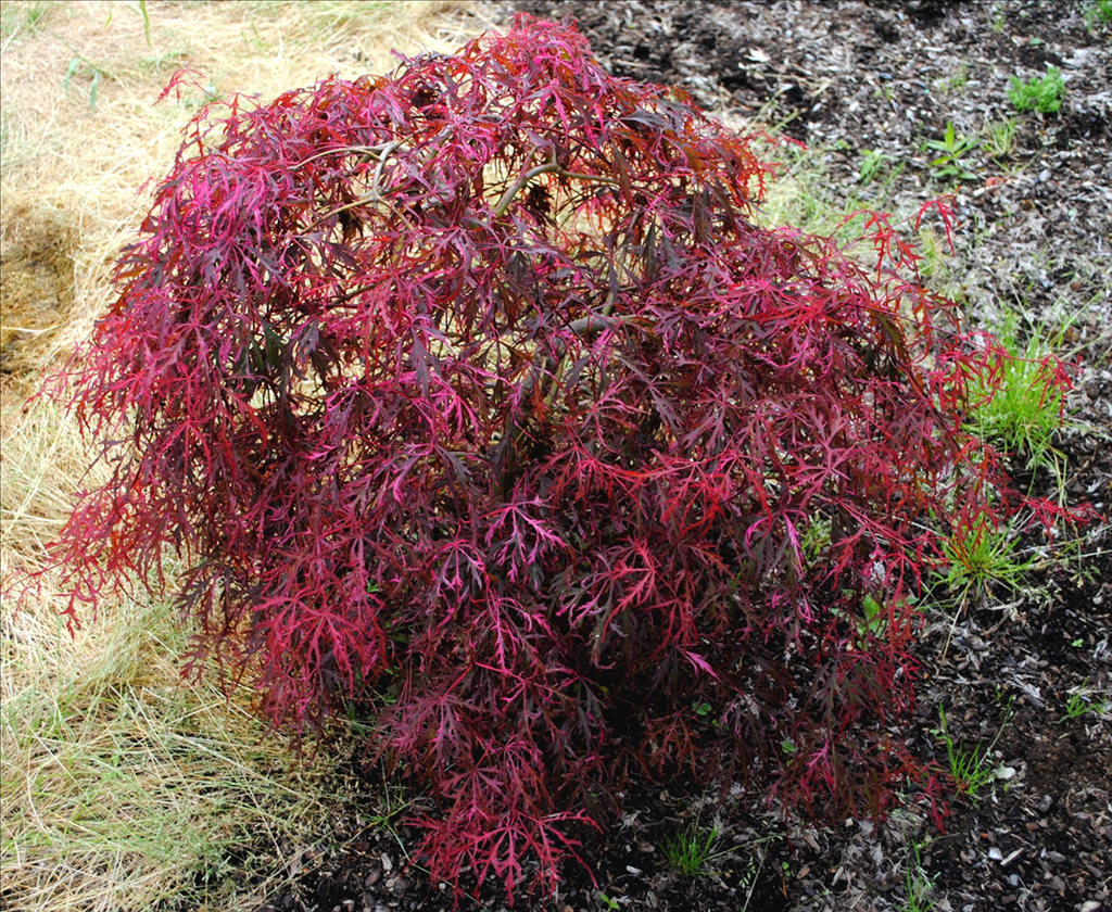 Acer palmatum var. dissectum 'Hana matoi' Wholesale Nursery Supplies & Plant growers in Oregon
