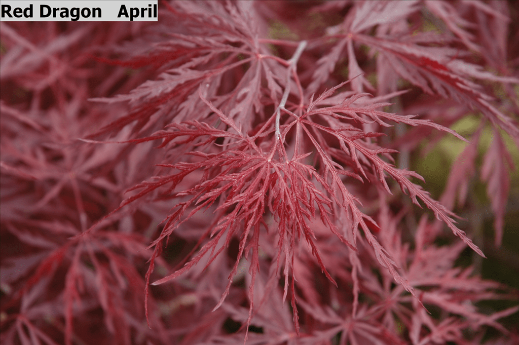 Acer palmatum var. dissectum 'Red Dragon' Wholesale Nursery Supplies