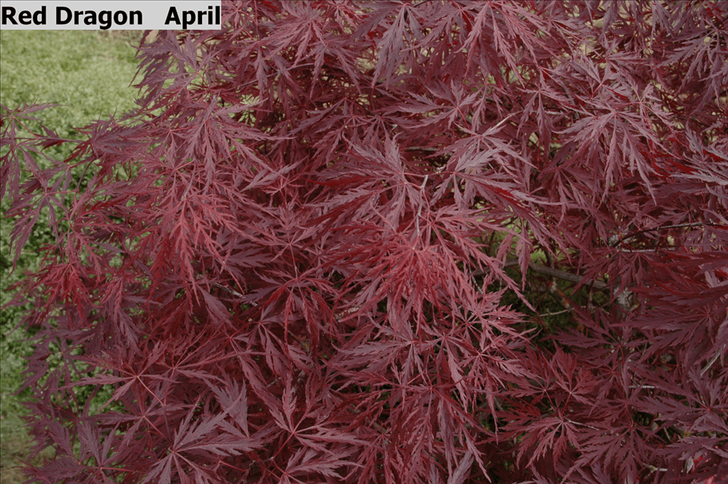 Acer palmatum var. dissectum 'Red Dragon' Wholesale Nursery Supplies