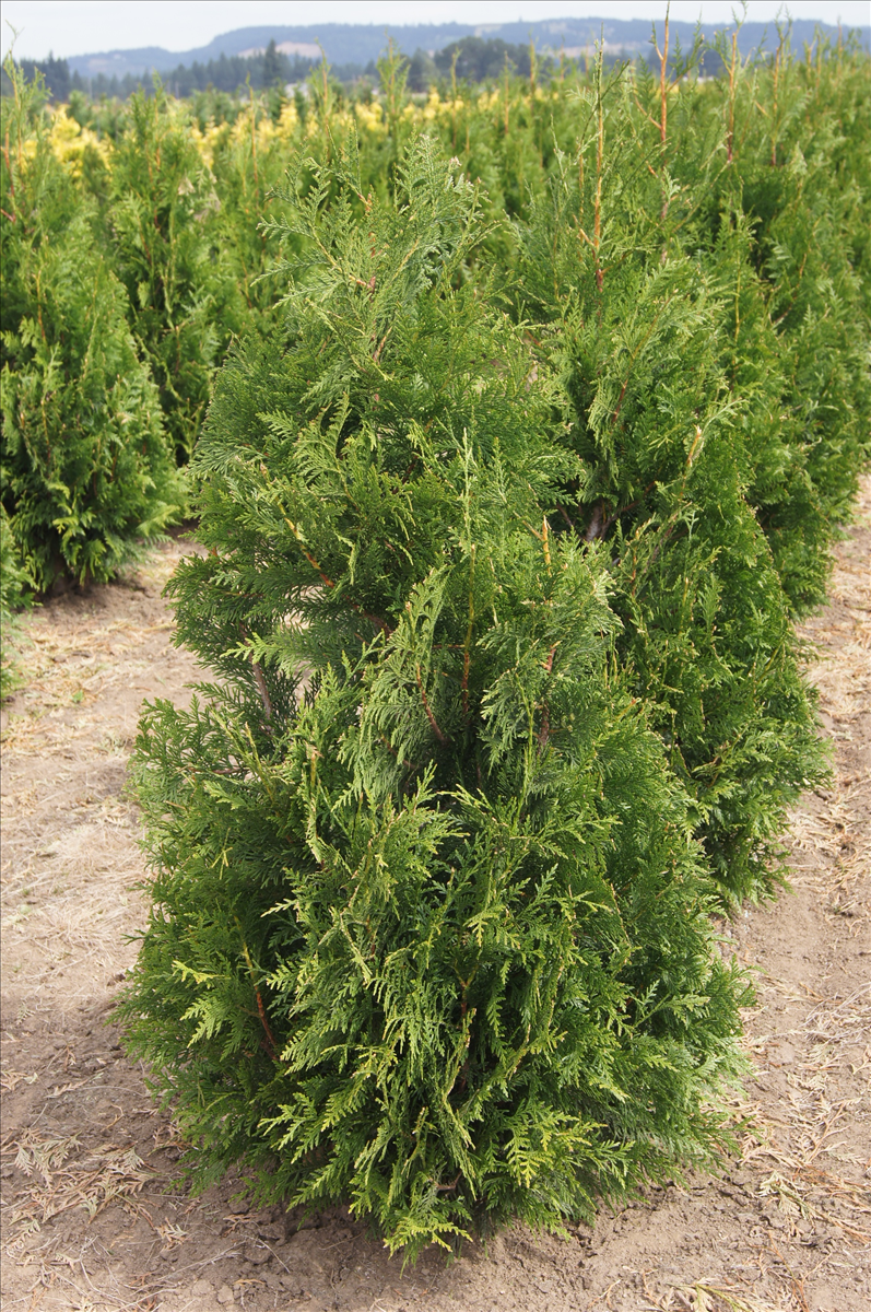 Thuja plicata 'Excelsa' Wholesale Nursery Supplies & Plant growers in