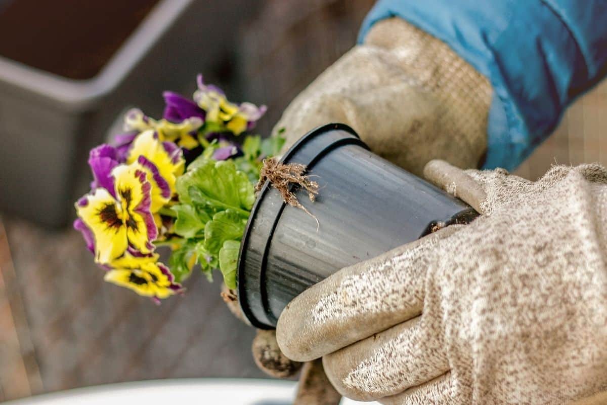 Can You Plant Pansies In Hanging Baskets? (+Choosing Basket+Care)