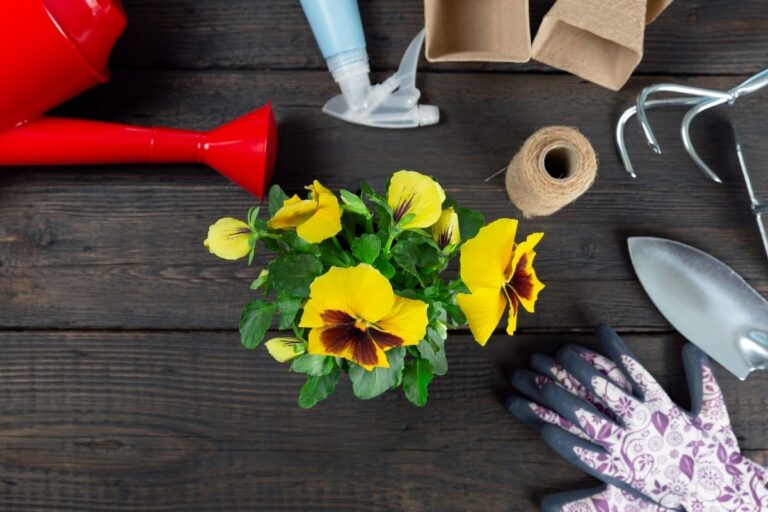 Why Is My Pansy Drooping? (Possible Problems+How To Fix)