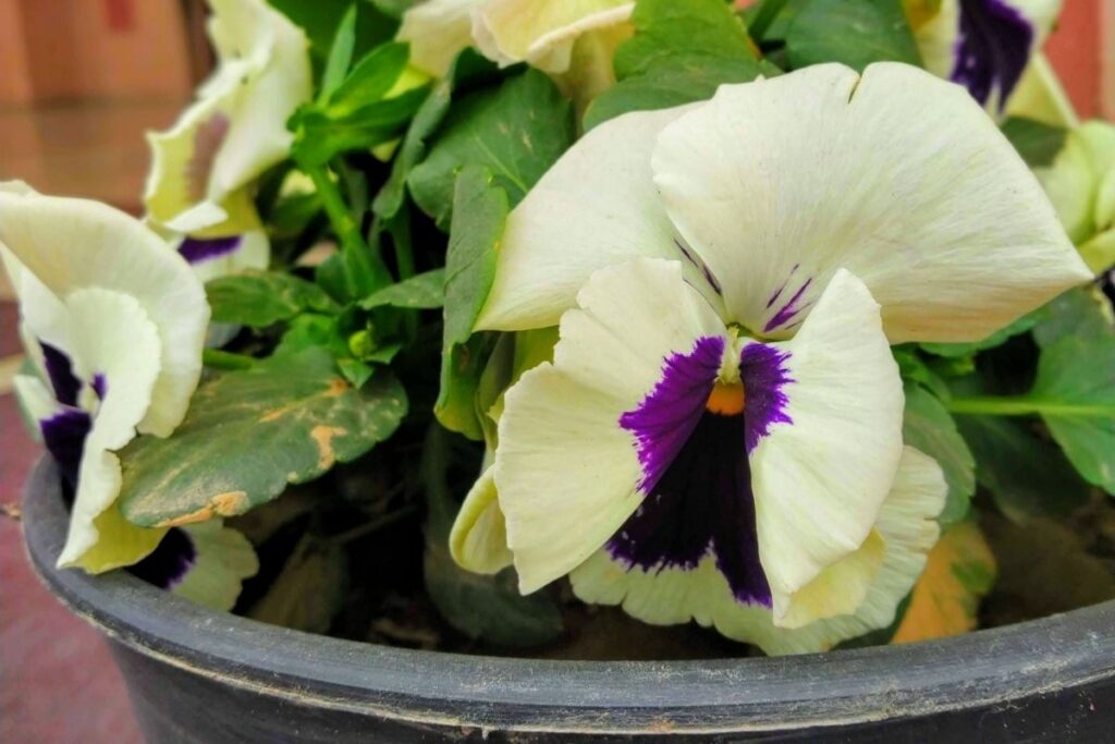 Why Are My Pansy Leaves Turning Brown? (Causes+How To Fix)