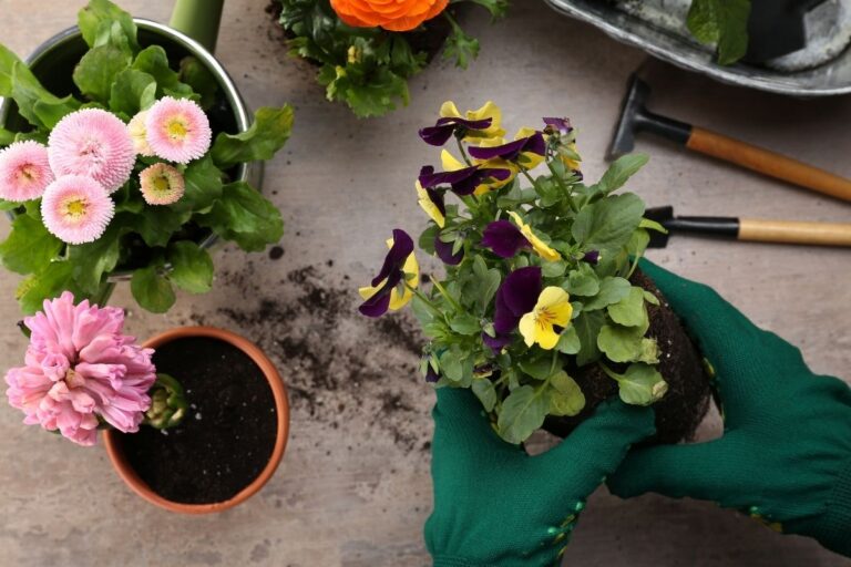 How To Revive Dying Pansies? (Signs, Causes & Solution)