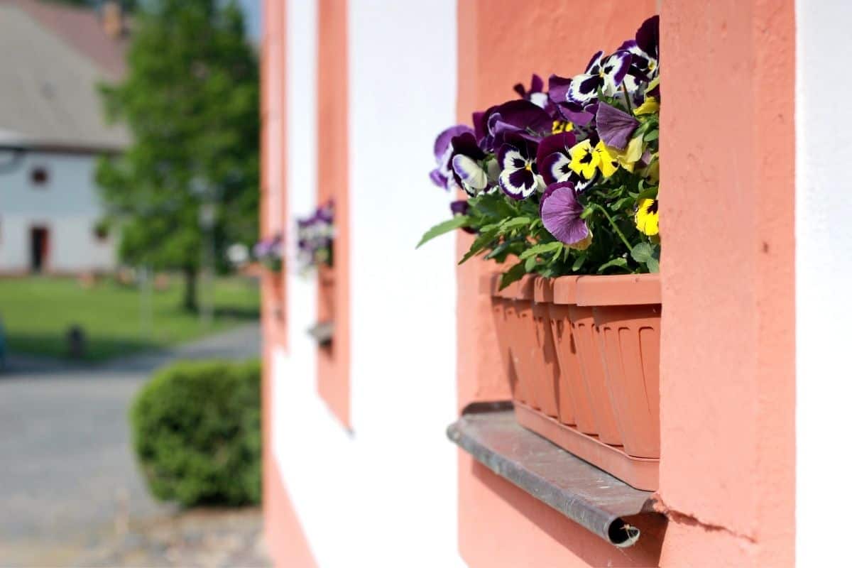 How To Keep Pansies Alive In Summer?