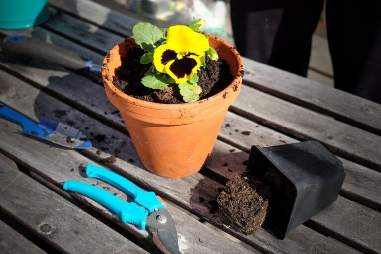How To Plant Pansies In A Pot? (+How To Pot)