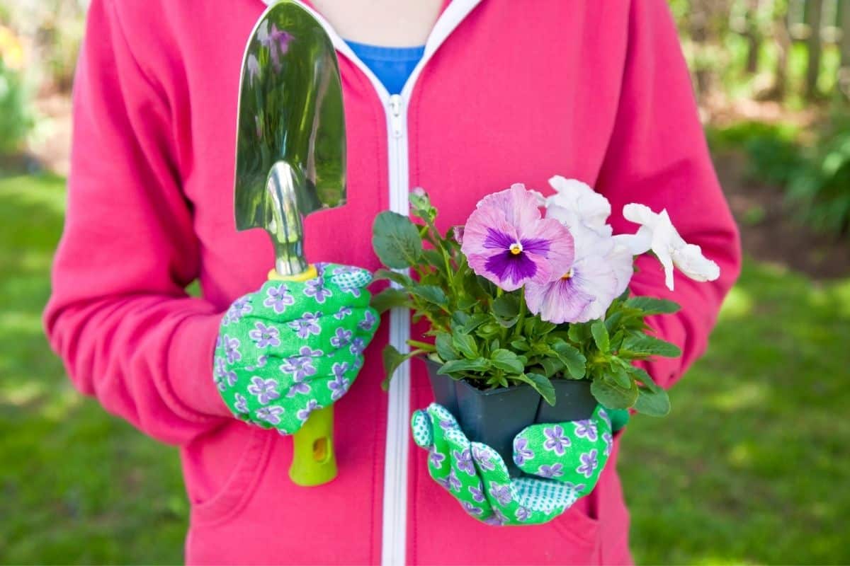 How To Get Rid Of Pests On Pansies? (Bugs Identification+Solution)