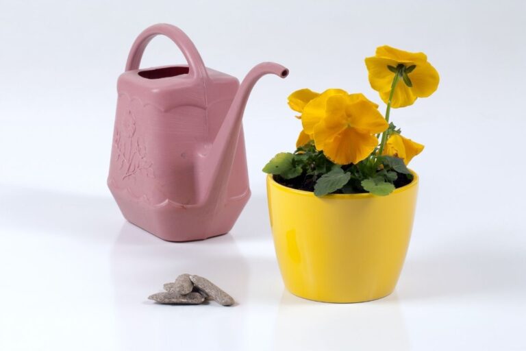 How Much Water Does A Pansy Need? (Pansy Water Requirements)