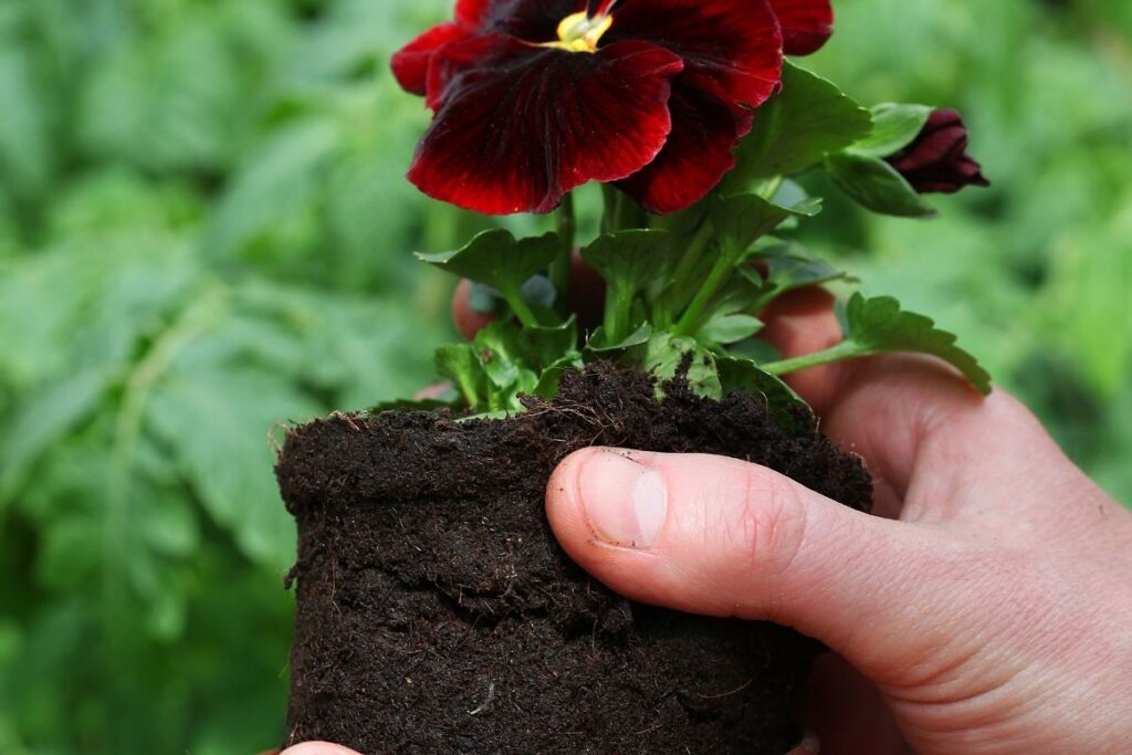 Can Pansies Be Overwatered? (+How To Save An Overwatered Pansy)