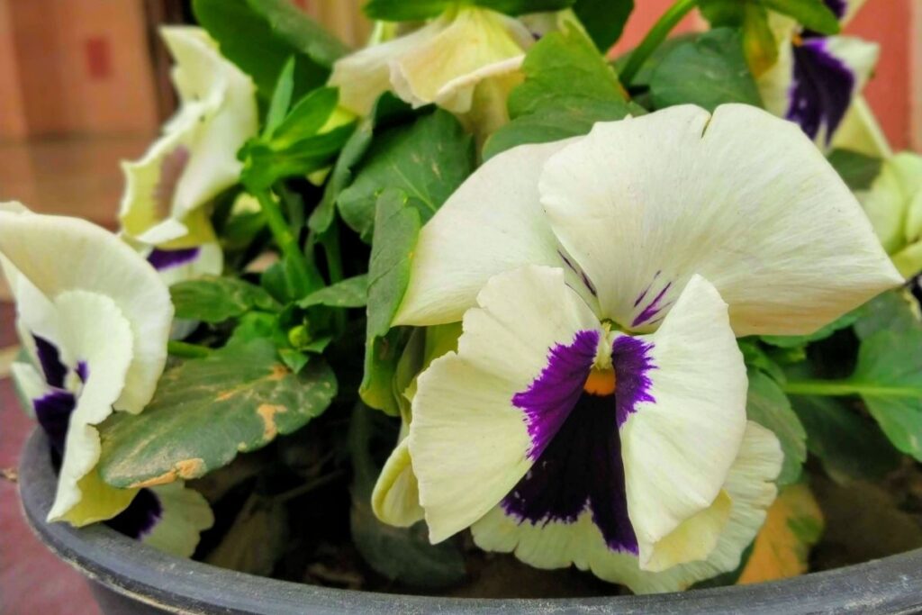 When Do Pansy Bloom? (+Help Pansy Bloom)