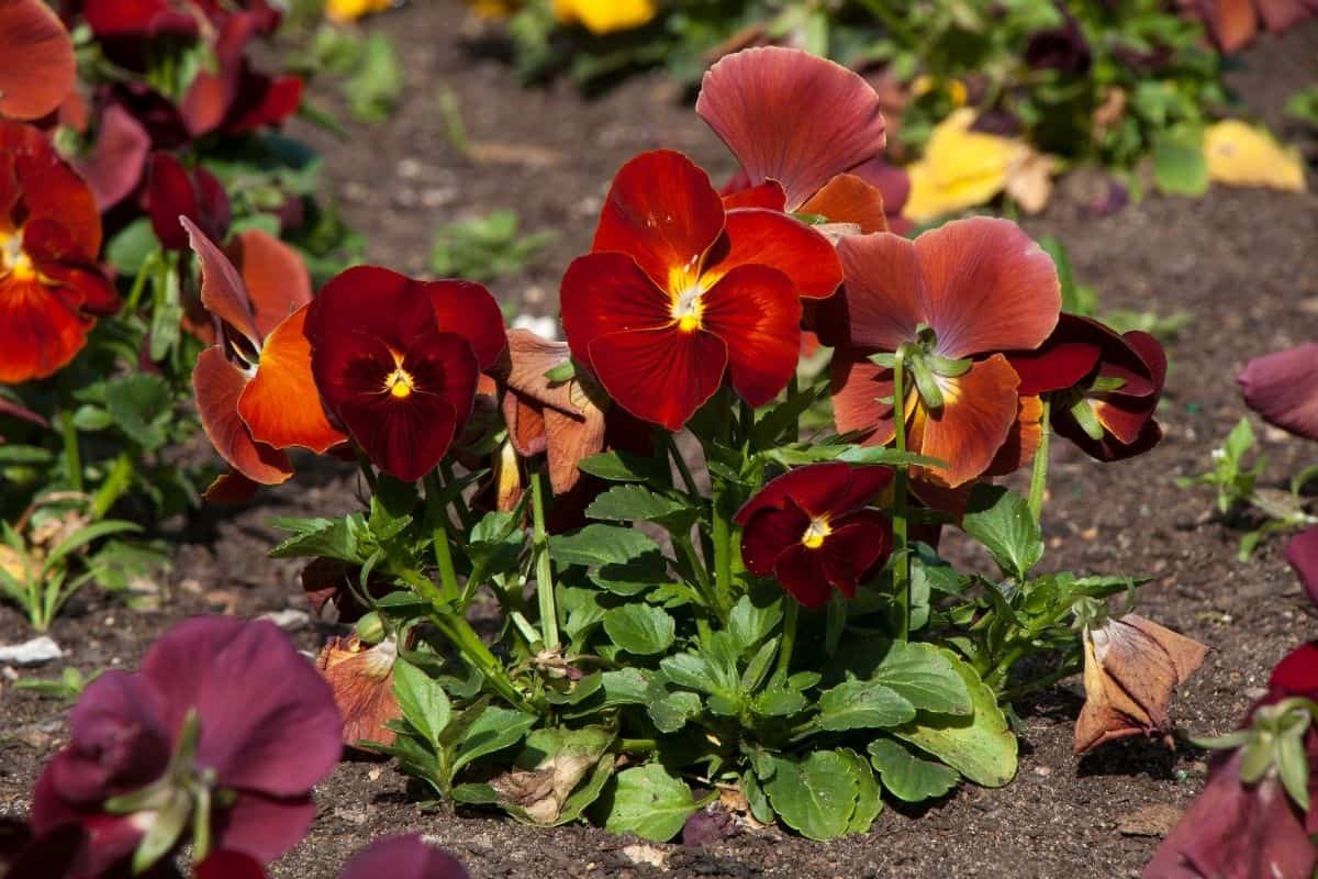 Do Pansies Multiply? (Will Pansy Spread)