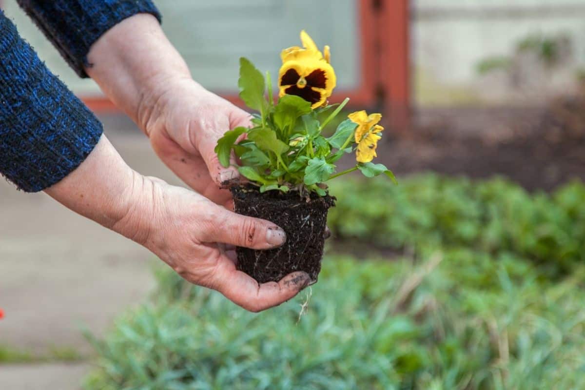 Do Pansies Bloom The First Year? (Pansies Blooming Guide)